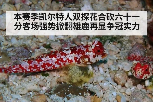 本赛季凯尔特人双探花合砍六十一分客场强势掀翻雄鹿再显争冠实力