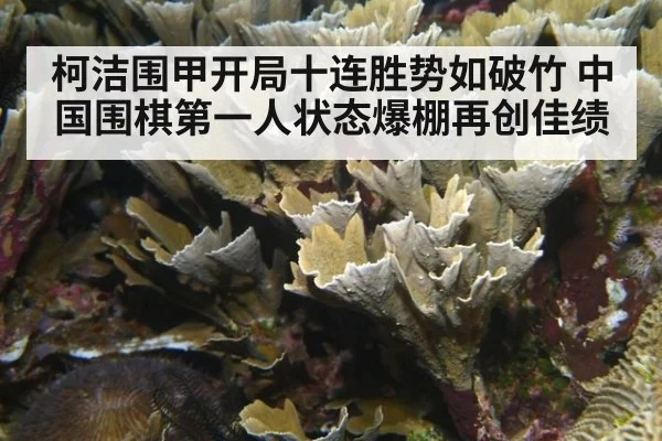 柯洁围甲开局十连胜势如破竹 中国围棋第一人状态爆棚再创佳绩